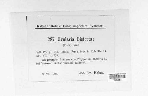 Ramularia bistortae image